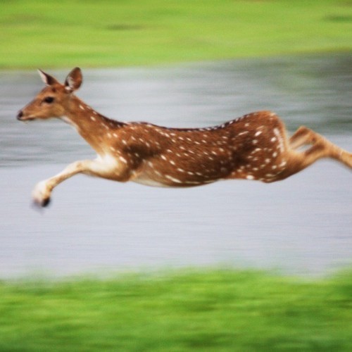 Spotted deer in flight, Yala West National Park, Sri Lanka