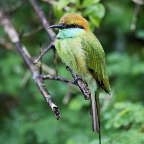 Solitary Little Green Bee-eater, Yala National Park, Sri Lanka